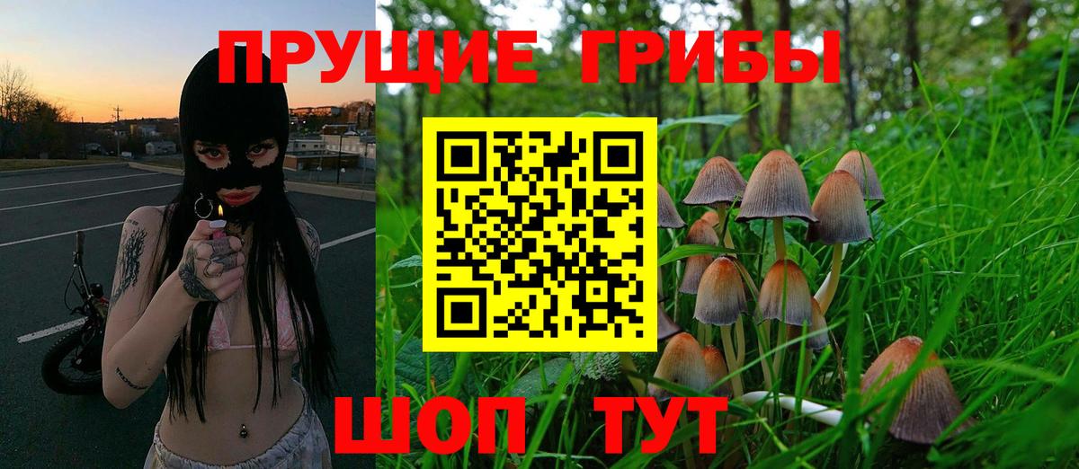 Псилоцибиновые грибы Cubensis Петрозаводск